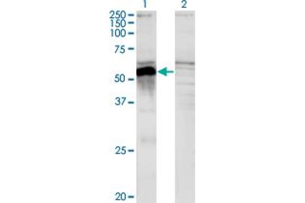 POU3F2 anticorps  (AA 1-67)