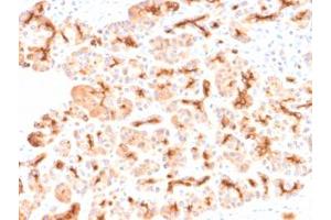 IHC testing of FFPE human pancreas with recombinant CFTR antibody (clone CFTR/2290R). (CFTR / Cystic Fibrosis Transmembrane Regulator antibody)