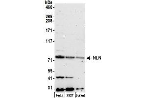 anti-Neurolysin (Metallopeptidase M3 Family) (NLN) (AA 654-704) antibody