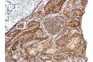 IHC-P Image Aldolase A antibody detects Aldolase A protein at cytosol on mouse kidney by immunohistochemical analysis. (ALDOA antibody)