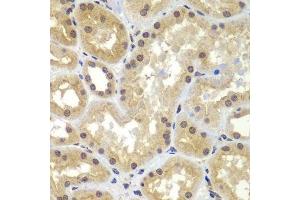 Immunohistochemistry of paraffin-embedded human kidney using CEBPG antibody. (CEBPG antibody  (AA 1-150))