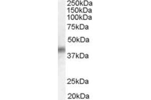 ABIN184638 (0. (DUSP1 antibody  (C-Term))