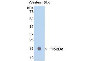 Western Blotting (WB) image for anti-Luteinizing Hormone (LH) (AA 25-120) antibody (ABIN1078297) (Luteinizing Hormone antibody  (AA 25-120))