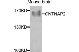 Western blot analysis of extracts of mouse brain cells, using CNTNAP2 antibody.