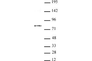 AATF / Che-1 antibody (mAb) tested by Western Blot. (AATF antibody  (AA 1-39))