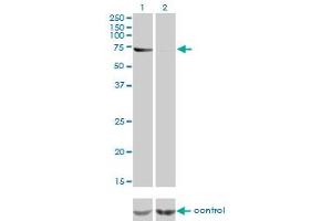 Western blot analysis of ABCF2 over-expressed 293 cell line, cotransfected with ABCF2 Validated Chimera RNAi (Lane 2) or non-transfected control (Lane 1).