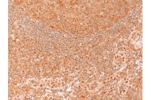 Immunohistochemistry (IHC) image for anti-Glyceraldehyde-3-Phosphate Dehydrogenase (GAPDH) (C-Term) antibody (ABIN185240)