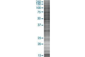RPL37A transfected lysate. (RPL37A 293T Cell Transient Overexpression Lysate(Denatured))