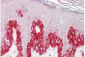 Image no. 2 for anti-Sirtuin 1 (SIRT1) (AA 577-590) antibody (ABIN1493902) (SIRT1 antibody  (AA 577-590))