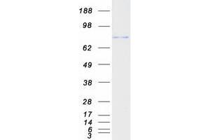 DTX3L Protein (Myc-DYKDDDDK Tag)