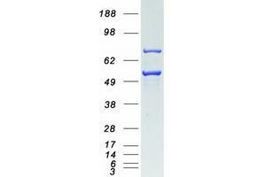 Validation with Western Blot