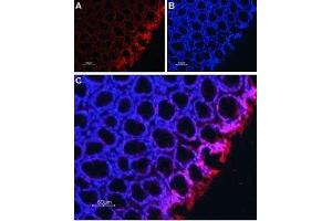 Expression of Na+/H+ exchanger 2 in rat colon - Immunohistochemical staining of rat colon sections (paraffin-embedded) using Anti-Na+/H+ Exchanger 2 (NHE-2) Antibody (ABIN7043757, ABIN7044867 and ABIN7044868), (1:50). (SLC9A2 antibody  (C-Term, Intracellular))