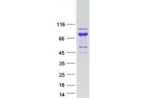 Validation with Western Blot (ASPSCR1 Protein (Myc-DYKDDDDK Tag))