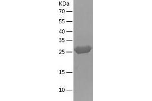 Western Blotting (WB) image for Enoyl Coenzyme A Hydratase 1, Peroxisomal (ECH1) (AA 34-328) protein (His tag) (ABIN7122793)
