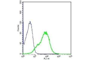 Human A549 cells probed with Rabbit Anti-Shh Polyclonal Antibody, Unconjugated . (Sonic Hedgehog antibody  (AA 21-120))