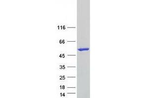 PLEKHA2 Protein (Myc-DYKDDDDK Tag)