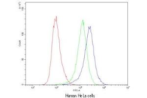 Flow cytometry testing of human HeLa cells with CASP8 antibody at 1ug/10^6 cells (cells blocked with goat sera) (Caspase 8 antibody  (AA 410-449))