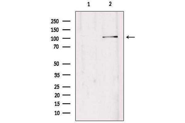 EDEM3 antibody  (C-Term)