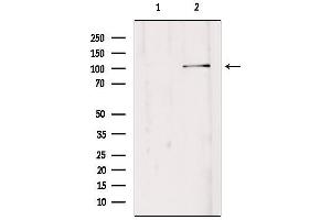 EDEM3 antibody  (C-Term)