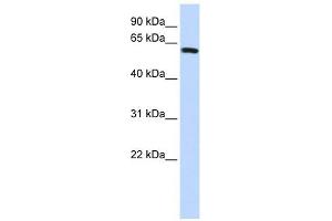 SPAG8 antibody used at 1 ug/ml to detect target protein.