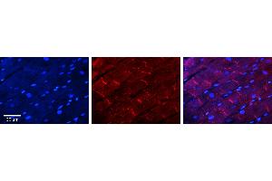 Rabbit Anti-DDIT3 Antibody   Formalin Fixed Paraffin Embedded Tissue: Human Heart Tissue Observed Staining: Cytoplasm in intercalated disc Primary Antibody Concentration: 1:100 Other Working Concentrations: N/A Secondary Antibody: Donkey anti-Rabbit-Cy3 Secondary Antibody Concentration: 1:200 Magnification: 20X Exposure Time: 0. (DDIT3 antibody  (N-Term))