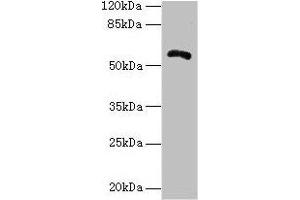 Western blot All lanes: ZBTB18 antibody at 14 μg/mL + Hela whole cell lysate Secondary Goat polyclonal to rabbit IgG at 1/10000 dilution Predicted band size: 59, 60 kDa Observed band size: 59 kDa (ZNF238 antibody  (AA 62-364))