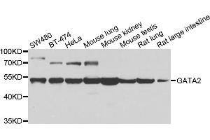 Western blot analysis of extracts of various cell lines, using GATA2 antibody (ABIN5970251) at 1/1000 dilution. (GATA2 antibody)