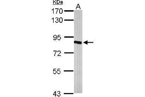 WB Image Sample (50 ug of whole cell lysate) A: Mouse brain 7. (HSD17B4 antibody  (N-Term))