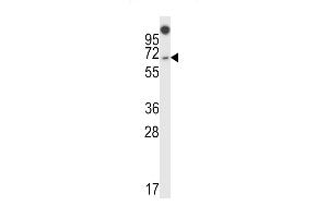 NUMBL Antibody (C-term) (ABIN658002 and ABIN2846946) western blot analysis in 293 cell line lysates (35 μg/lane). (NUMBL antibody  (C-Term))