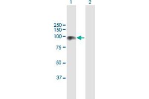 Western Blot analysis of CDH13 expression in transfected 293T cell line by CDH13 MaxPab polyclonal antibody. (Cadherin 13 antibody  (AA 1-713))