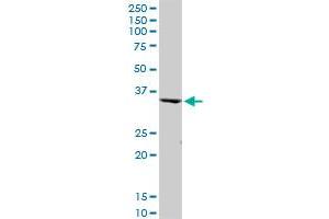 PEX19 MaxPab polyclonal antibody. (PEX19 antibody  (AA 1-299))
