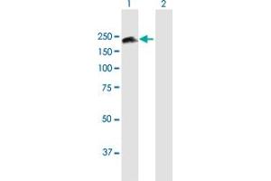 Western Blot analysis of SMC4 expression in transfected 293T cell line by SMC4 MaxPab polyclonal antibody. (SMC4 antibody  (AA 1-1288))