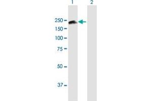 Western Blot analysis of SMC4 expression in transfected 293T cell line by SMC4 MaxPab polyclonal antibody.