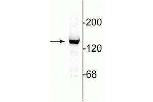 Western blot of 10 µg of rat cerebellar lysate showing specific immunolabeling of the ~140 kDa NR2C subunit of the NMDA receptor. (GRIN2C antibody  (N-Term))