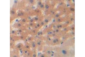IHC-P analysis of Mouse Tissue, with DAB staining. (HSP27 antibody  (AA 1-209))
