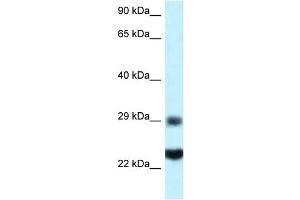 Western Blot showing RPS9 antibody used at a concentration of 1 ug/ml against HepG2 Cell Lysate (RPS9 antibody  (C-Term))