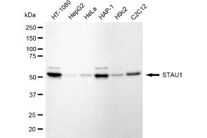 Western blotting analysis using STAU1 antibody (ABIN7800434).
