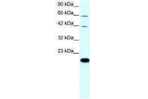 Claudin 23 antibody used at 0.