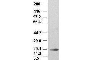 Western Blotting (WB) image for anti-Interleukin 6 (IL6) (AA 29-212) antibody (ABIN1491344) (IL-6 antibody  (AA 29-212))
