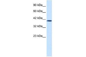 Nucleobindin 2 antibody used at 1. (NUCB2 antibody  (Middle Region))