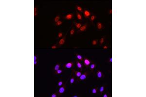 Immunofluorescence analysis of U2OS cells using HOPX Rabbit pAb (ABIN7267782) at dilution of 1:50 (40x lens). (HOPX antibody  (AA 1-73))