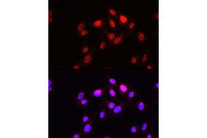 Immunofluorescence analysis of U2OS cells using HOPX Rabbit pAb (ABIN7267782) at dilution of 1:50 (40x lens). (HOPX antibody  (AA 1-73))