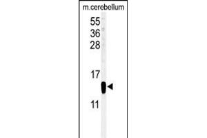 Western blot analysis of FABP7 Antibody (C-term) (ABIN651218 and ABIN2840137) in mouse cerebellum tissue lysates (35 μg/lane).