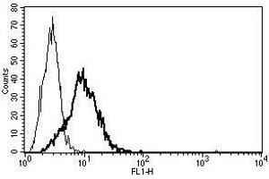 A typical staining pattern with the B-N6 monoclonal antibody of NTR transfected CHO cell line (Neurotensin antibody)