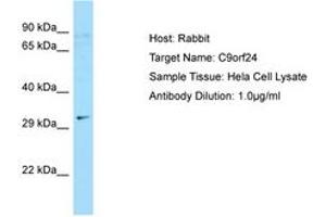 Image no. 1 for anti-Chromosome 9 Open Reading Frame 24 (C9ORF24) (N-Term) antibody (ABIN6750088) (C9orf24 antibody  (N-Term))