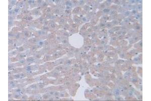 IHC-P analysis of Mouse Liver Tissue, with DAB staining. (GAMT antibody  (AA 2-236))