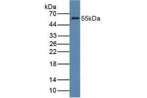 Western blot analysis of Rat Liver Tissue. (FDFT1 antibody  (AA 269-417))