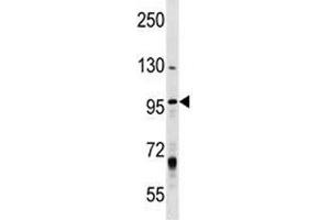 MCM8 antibody western blot analysis in T47D lysate.
