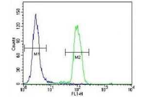 p38 antibody flow cytometric analysis of HeLa cells (right histogram) compared to a negative control (left histogram).