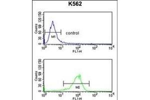 ATP1B2 Antibody (Center) (ABIN653219 and ABIN2842755) flow cytometry analysis of K562 cells (bottom histogram) compared to a negative control cell (top histogram). (ATP1B2 antibody  (AA 115-141))